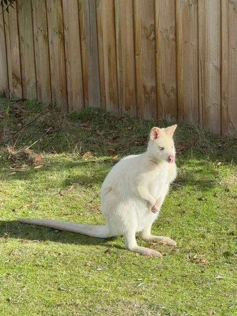 🇦🇺 Tasmania | Journey to the Edge of the World | 4 Days & 3 Nights 