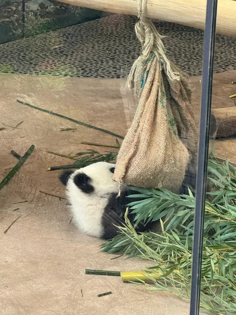  Berlin Zoo – Pandas, Hippos & More! 🐼❤️