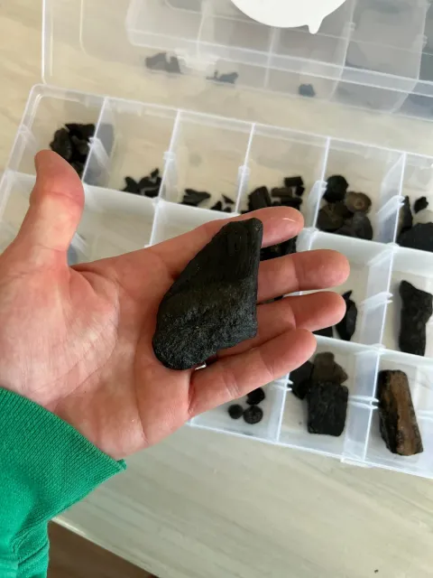 My Favorite Fossil Adventure! 🦈✨