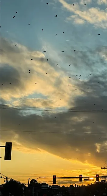 ​​Vancouver Sunset Magic | Golden Hour at North Van's Shipyards 🌆🌹​​