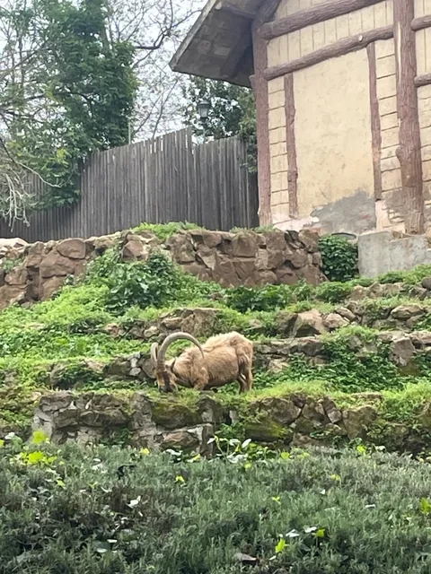 Rome Bioparco Zoo Visit Notes 🌳