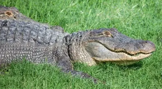  Gators and Friends Alligator Park and Exotic Zoo.