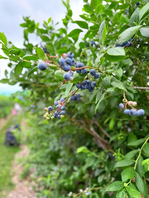 🫐 Parlee Farms – Boston’s Blueberry Paradise! 🌞  