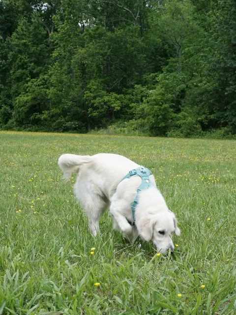 NJ’s BEST Off-Leash Dog Park