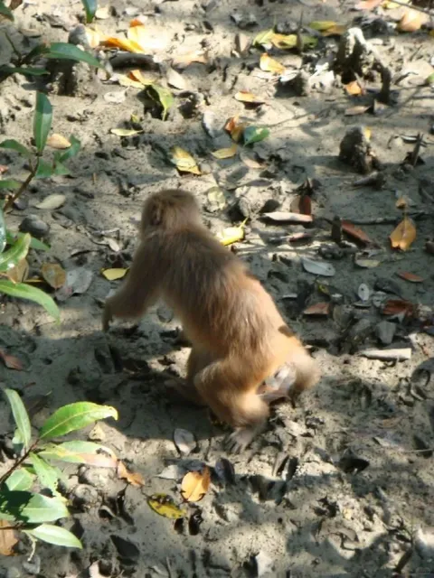 The Sundarbans Mangrove Forest: A World-Class Wilderness