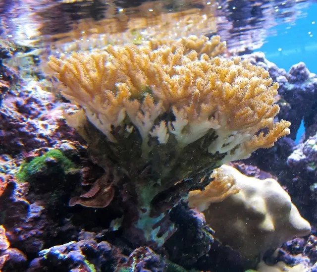 Waikīkī Aquarium: A Historic Gem of Marine Conservation