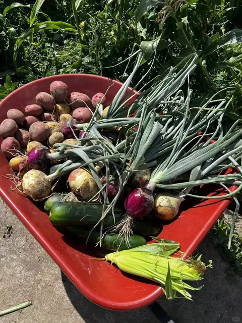 Bailey Farm - Seattle's Ultimate Pick-Your-Own Veggie Paradise 🌽🥕  