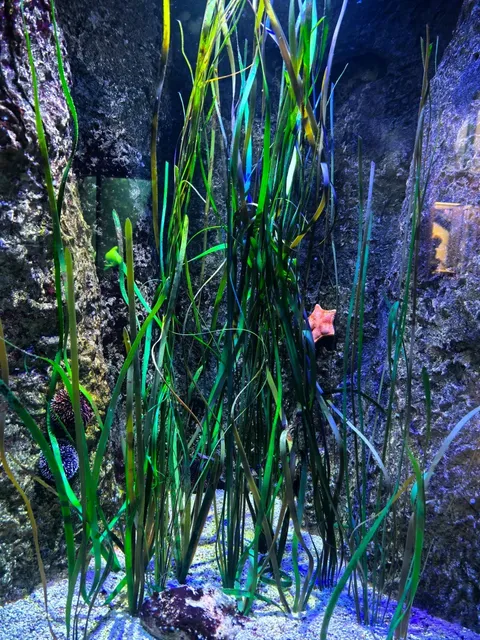 Berlin Aquarium – Where Jellyfish Steal the Show! 🌊✨