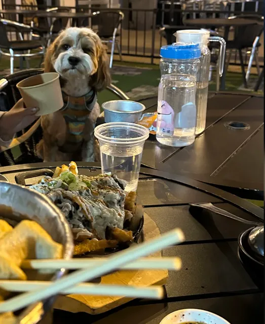 ​​Dog-Friendly Korean Eats in Downtown Toronto | POCHA 1989🐕🍗