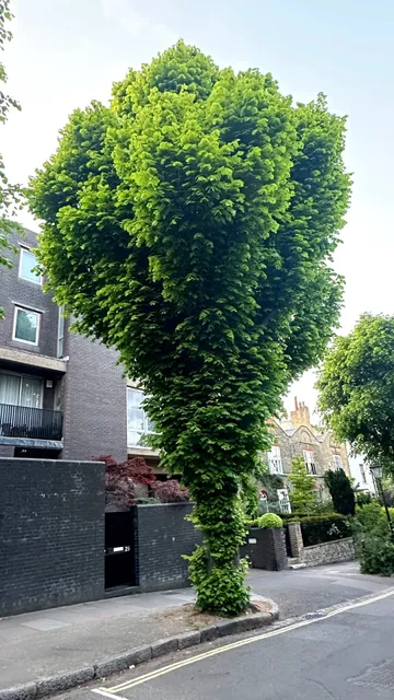 🇬🇧 Does This Adorable Tree Look Like Broccoli to You? 🥦😂