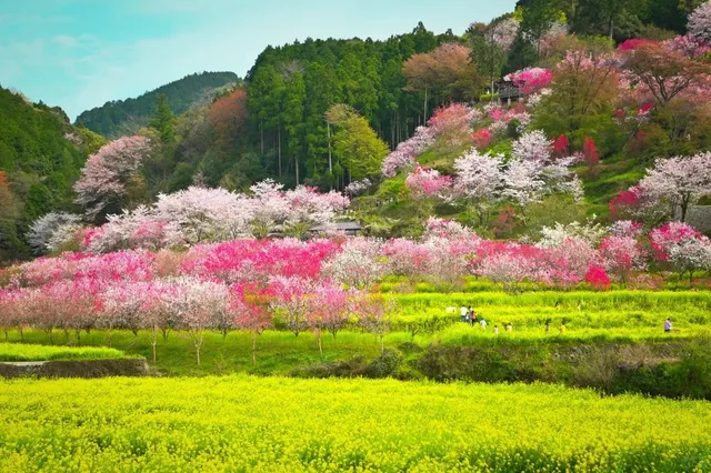 Makino Park 🌸🌿