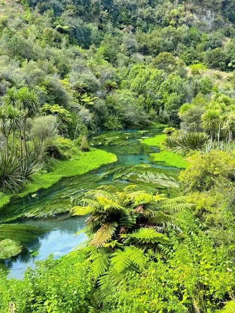 🇳🇿 Auckland Day Trip for Students | Roundtrip from City 
