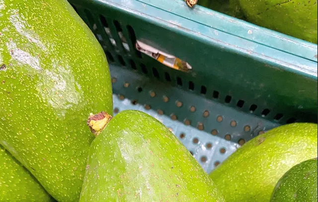 Brazil's Magical Fruits