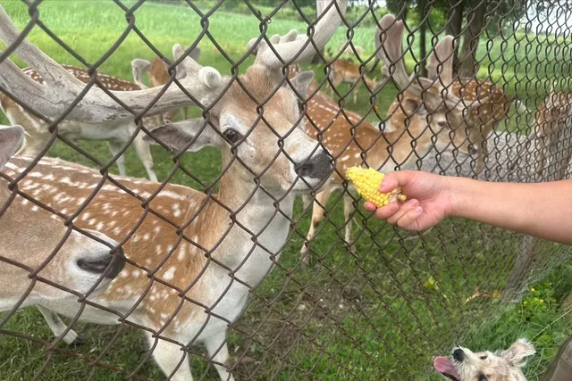 Healing Deer – Great Weekend Getaway in Waterloo