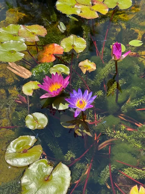 The Huntington is undoubtedly a hidden gem in Pasadena! ❤️  