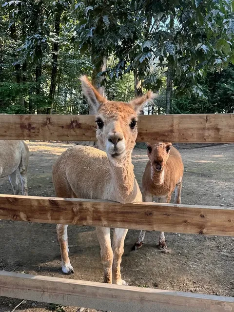 🐯 Vancouver Zoo 🐻 50% Off + Tons of Fun to Share!