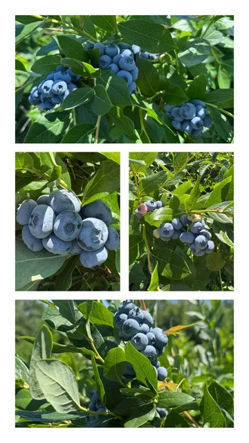 ​​Blueberry Picking Paradise Near Chicago! 🫐🚗​​