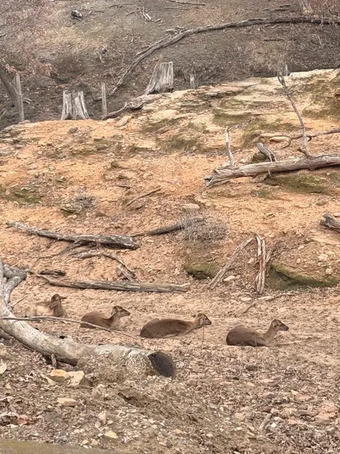 🦌 Madison’s Mini Nara!