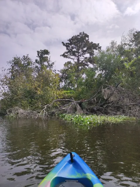 Absolutely Brilliant & Worth Every Penny! 🌿