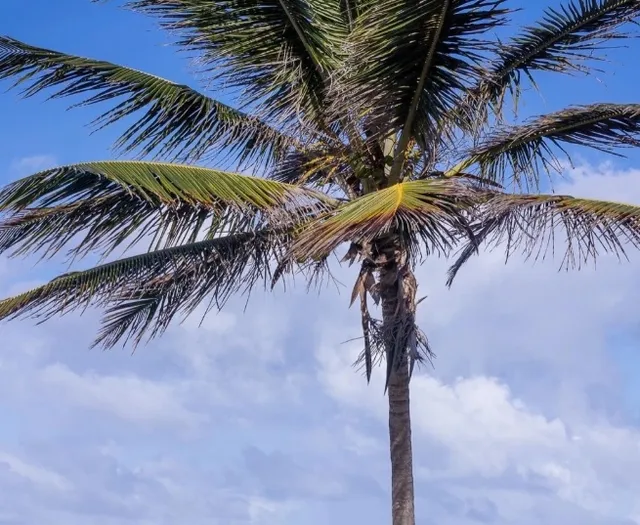 Best Beach in Puerto Rico for Free Snorkeling
