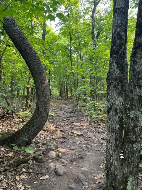 🇨🇦 Toronto Hiking Buddy | Fire Tower Trail