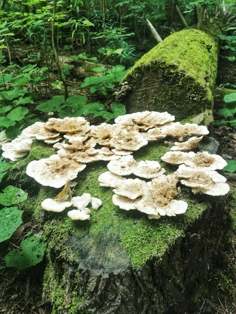 🌿 Toronto Day Trip | Newmarket's Hidden Boardwalk Gem 🍃  