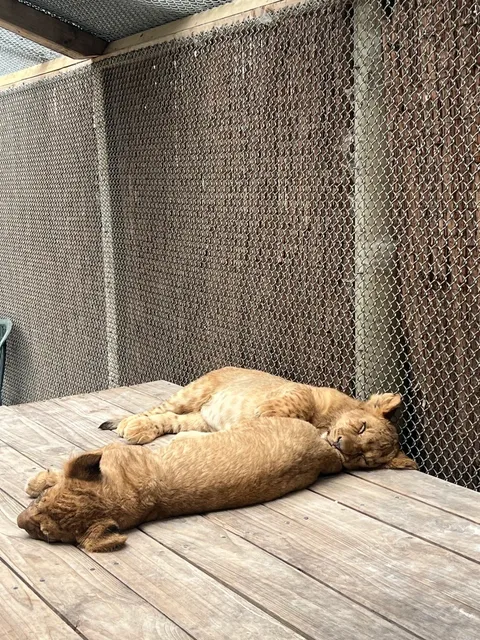 🇳🇿 Rotorua 1.5-Day Adventure: Sulfur-Scented & Spectacular!