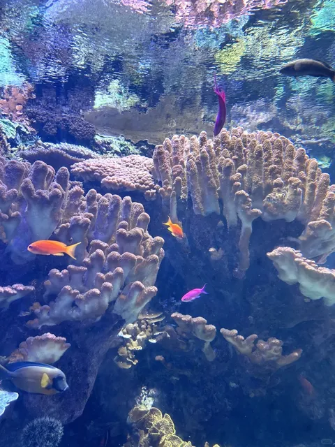 🇺🇸 Long Beach, LA｜Coastal Aquarium & Romantic Park 💙