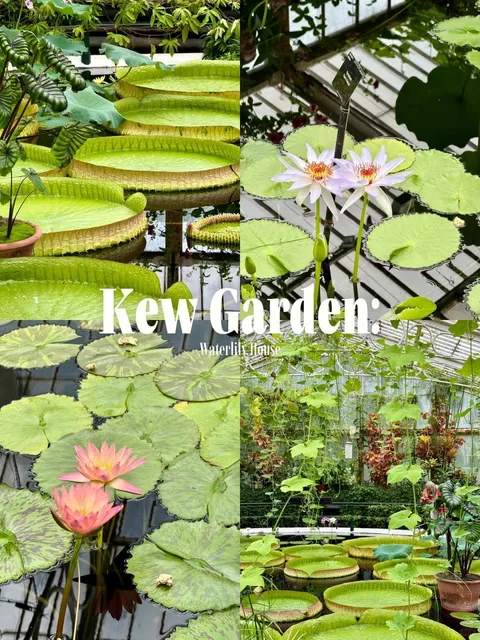 🇬🇧丨Ultimate Guide to Kew's Magical Waterlily House! 🌿💦