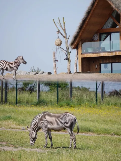 Great British Holiday Spot | Safari Park Day Trip