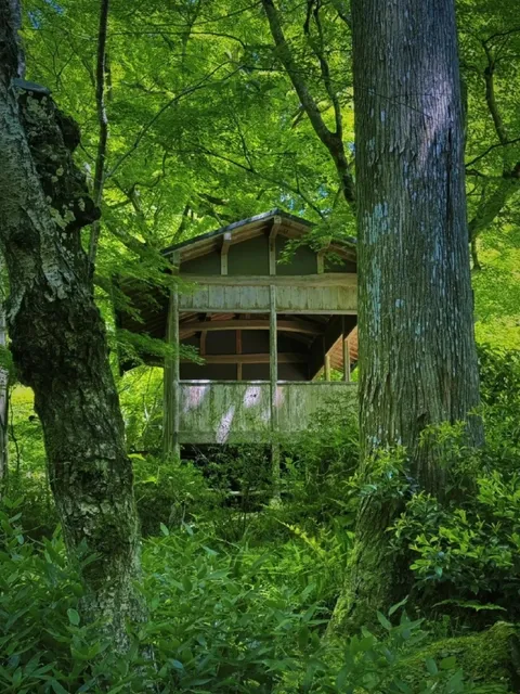 Kyoto | Which One to Visit: Oku-no-in, Sanzen-in, or Rurikō-in🌿🌊