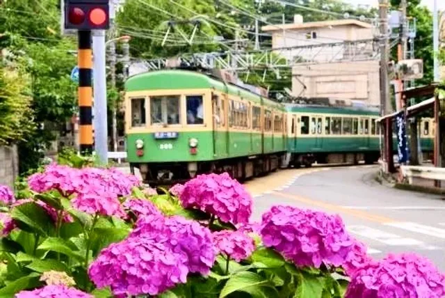 [Meigetsu-in (Hydrangea Temple)] 🌸