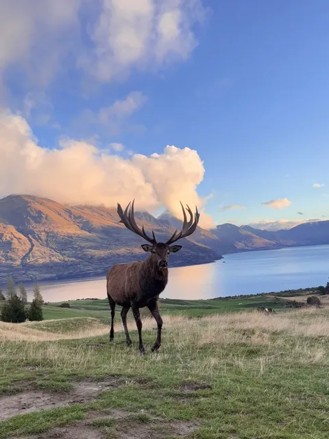 🇳🇿 New Zealand’s Autumn | Live Photos | A Fairytale World 🍂  