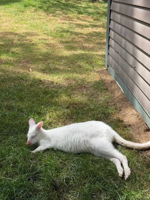 A Surprisingly Awesome Boston-Area Animal Adventure! 🦘🦒  