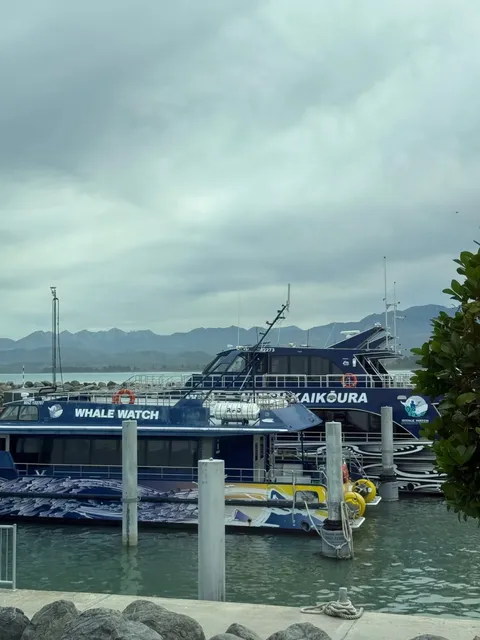 🇳🇿 Kaikoura Whale Watching: 6 Must-Know Tips for Day 1! 🐳