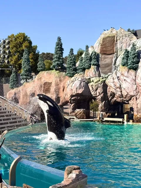 Is SeaWorld Worth It? A Mixed Experience! 🐋