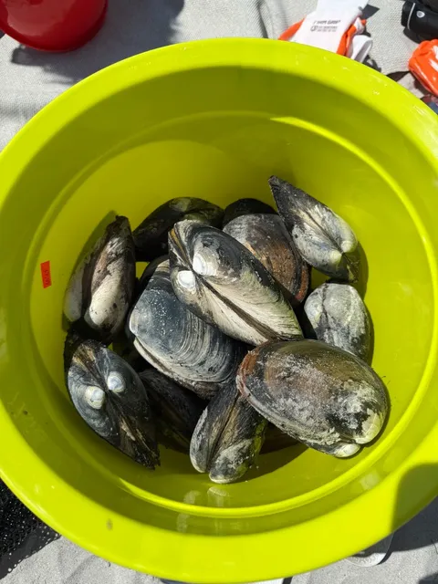 Wingaersheek Beach - Where Clam Digging = Free Shellfish Therapy 🏖️🦪
