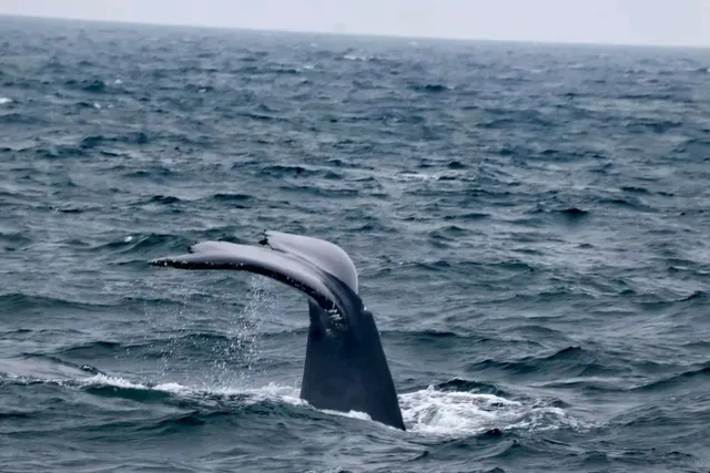 🐋 Gloucester Whale Watching – Rainy Day Magic! 🌧️✨  