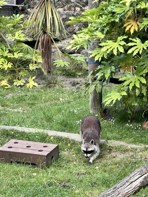   Chessington World of Adventures Resort + Zoo in London