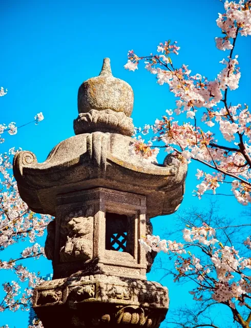 Canada | The cherry blossoms are in full bloom, time to rush over! 🌸