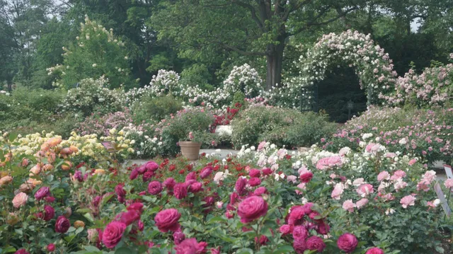 New York’s “Midsummer Rose Garden” 🌹