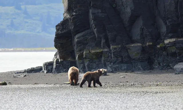 Paying 1200 USD to stare at three bears