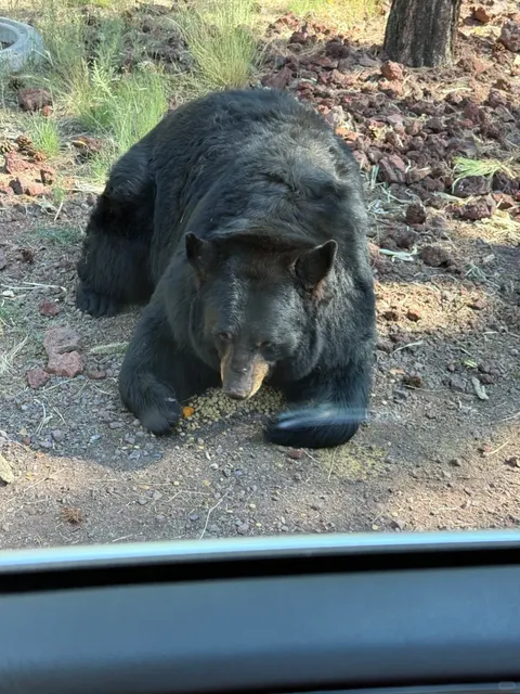 Burglarized by Bears!
