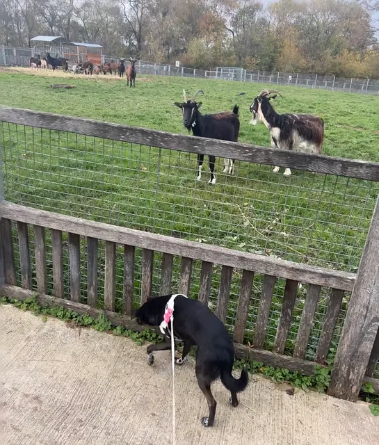Bringing the puppy to the suburban farm! 