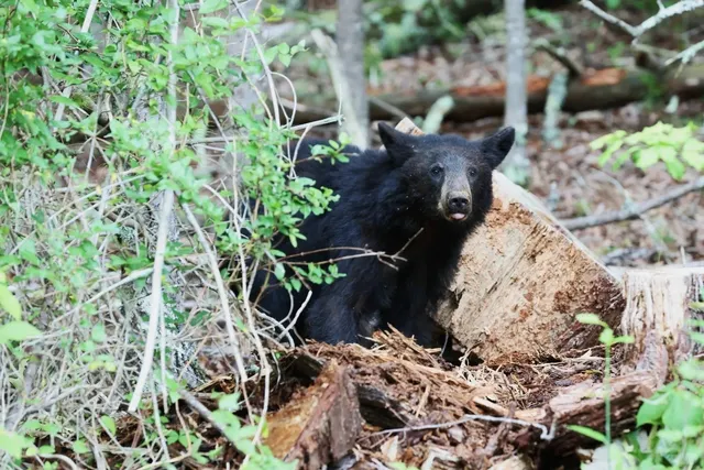 Day Trip to Great Smoky Mountains from Atlanta | Fall Colors Guide