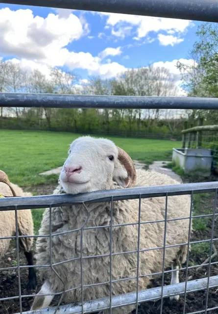 🐑 Who hasn't touched a little lamb yet? 🐑