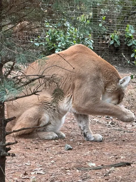 Hidden Gem in NYC｜A Day at Queens Zoo Adventure🦁🌿