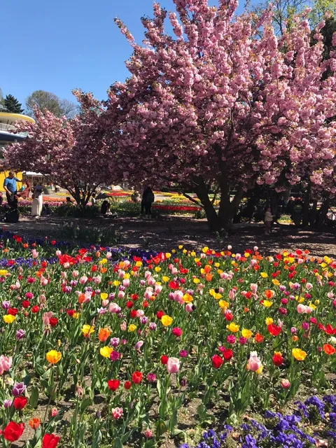 🌷 Tulip Paradise in Cologne: Blumenhof am Rheinpark! 🇩🇪✨