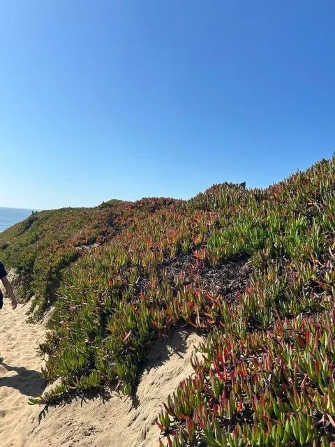 Fort Funston: Ocean Cliffs, Trails & Paragliders! 🪂🌊