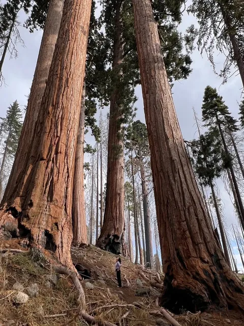 Giant Sequoias & Yosemite & Highway 1 Loop Guide